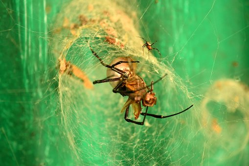 a spider waits in it's web for it's next meal in western Madagascar