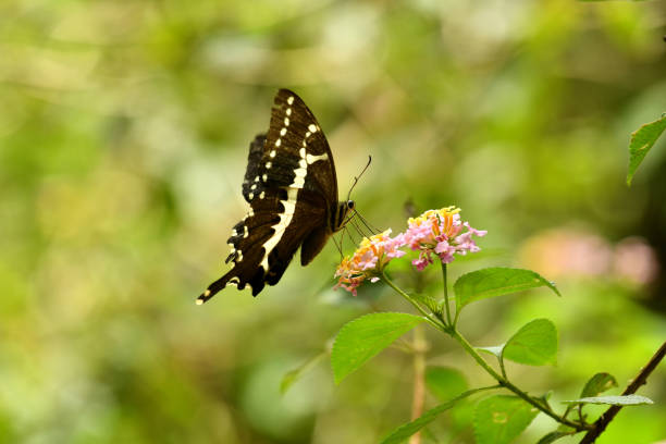 a butterfly feeds on a flower in south eastern Madagascar