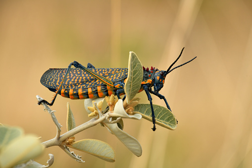 a locust feeds on grass in south western Madagascar