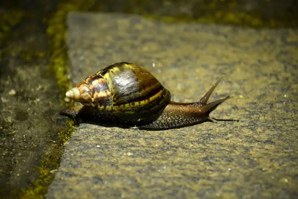 a snail moves slowly in central Madagascar
