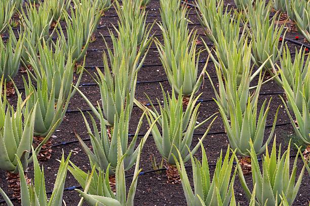 aloe vera campo - cactus spine fotografías e imágenes de stock