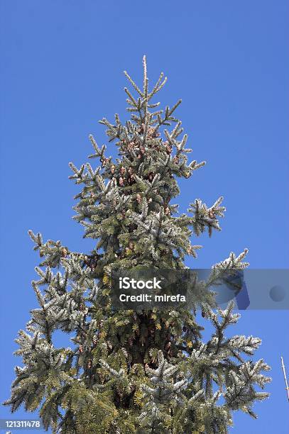 Árbol De Navidad Foto de stock y más banco de imágenes de Abeto - Abeto, Abeto Picea, Adorno de navidad