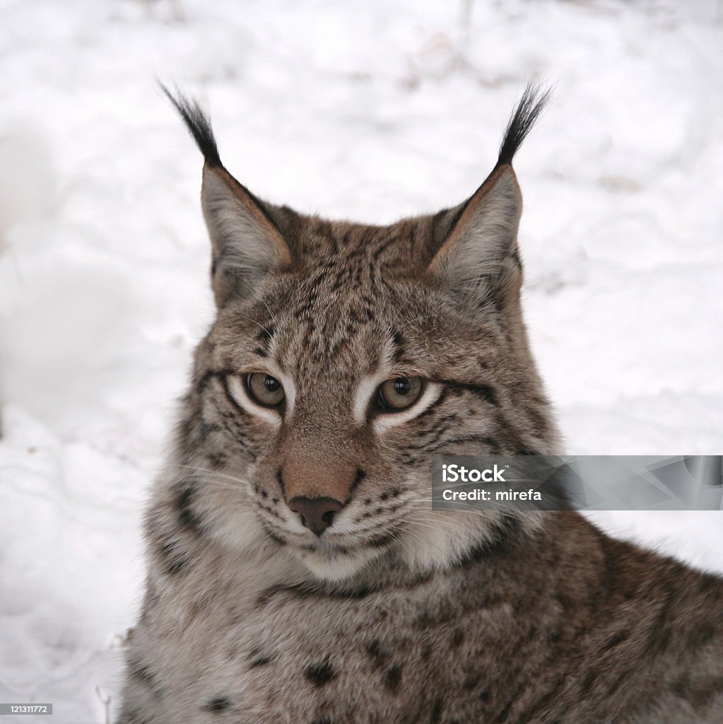 Lynx  Animal Stock Photo