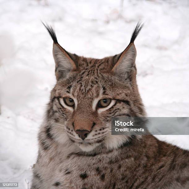 Lynx Stock Photo - Download Image Now - Animal, Animals Hunting, Animals In The Wild