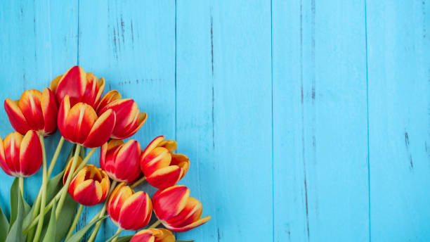 チューリップ花束、母の日のデザインコンセプト - 美しい赤、黄色の花束は、青い木製の背景、トップビュー、フラットレイ、コピースペースに隔離 - 春 ストックフォトと画像