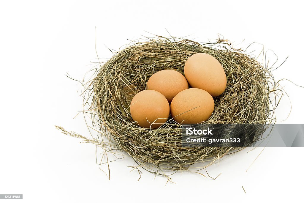 Eggs in Nest  Animal Family Stock Photo