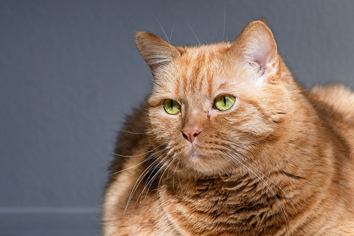 Close up of mixed-breed orange tabby with green eyes
