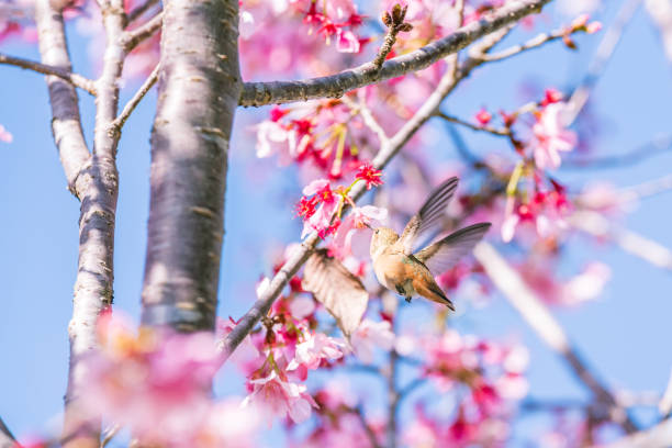 istock Pink Evenings for the Hummingbirds 1213122544