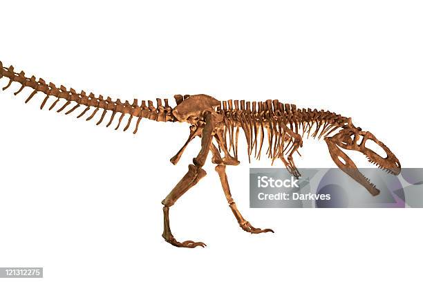 Photo libre de droit de Tyrannosaurus Rex banque d'images et plus d'images libres de droit de Dinosaure - Dinosaure, Fossile, Objet ou sujet détouré