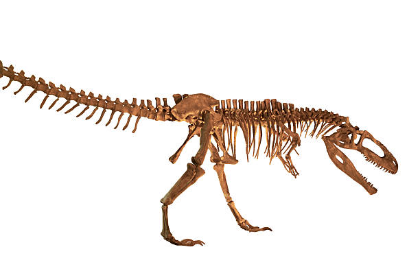 istock Tyrannosaurus Rex 121312275