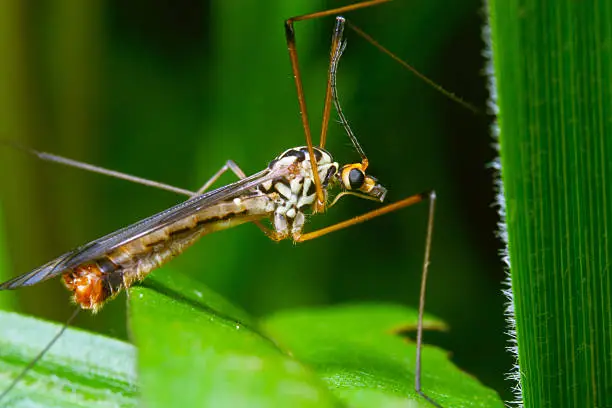 Crane fly, close up on blade of grass. Tipulidae family.