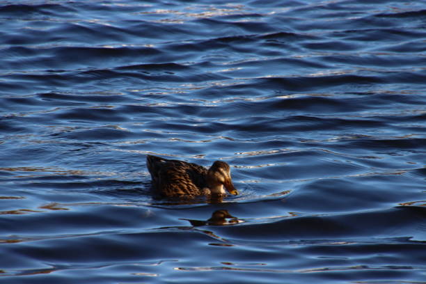 istock Mallard ducks swimming in blue reflecting water on bright sunny day. 1213123820