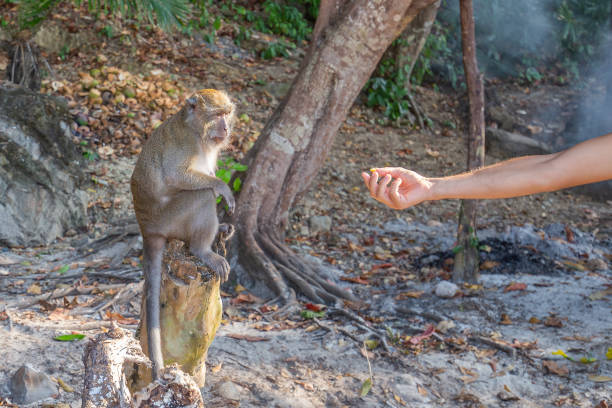 istock monkey taking food from human's hand, People feeding monkey at the monkey beach in Phi Phi Don island, Krabi, Thailand 1213124263