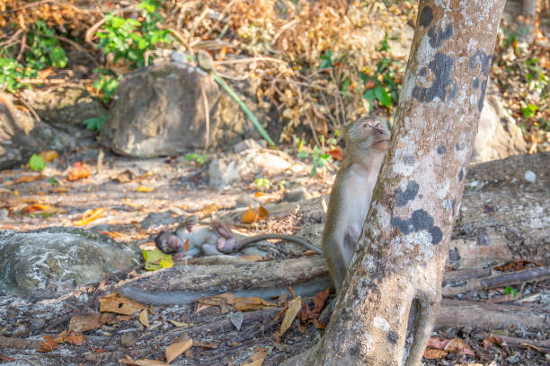 istock Monkey on the monkey beach in Phi Phi Don island, Krabi, Thailand 1213124267