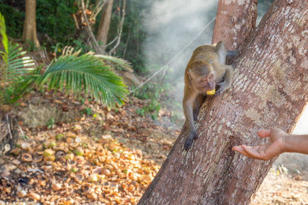 istock monkey taking food from human's hand, People feeding monkey at the monkey beach in Phi Phi Don island, Krabi, Thailand 1213124304