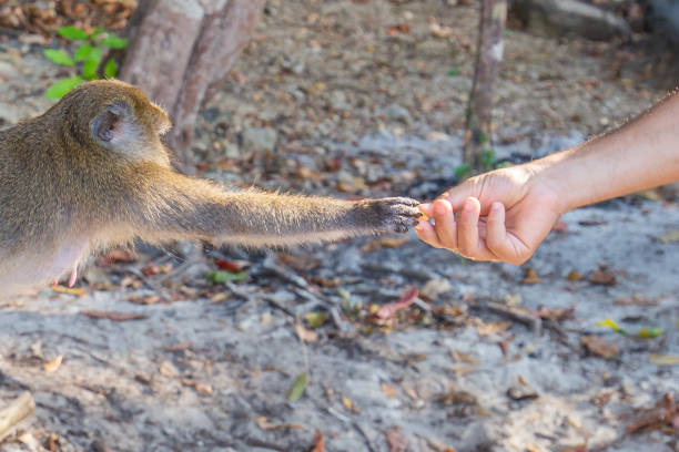 istock monkey taking food from human's hand, People feeding monkey at the monkey beach in Phi Phi Don island, Krabi, Thailand 1213124324