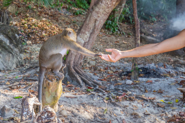 istock monkey taking food from human's hand, People feeding monkey at the monkey beach in Phi Phi Don island, Krabi, Thailand 1213124332
