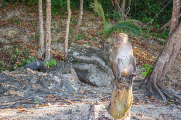 istock Monkey on the monkey beach in Phi Phi Don island, Krabi, Thailand 1213124341
