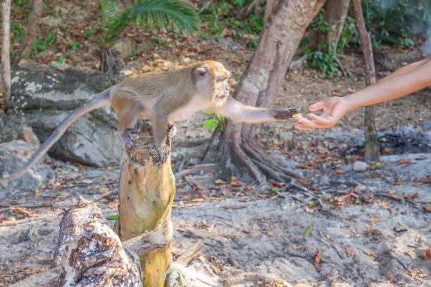istock monkey taking food from human's hand, People feeding monkey at the monkey beach in Phi Phi Don island, Krabi, Thailand 1213124359