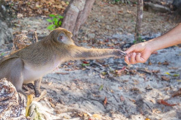 istock monkey taking food from human's hand, People feeding monkey at the monkey beach in Phi Phi Don island, Krabi, Thailand 1213124400