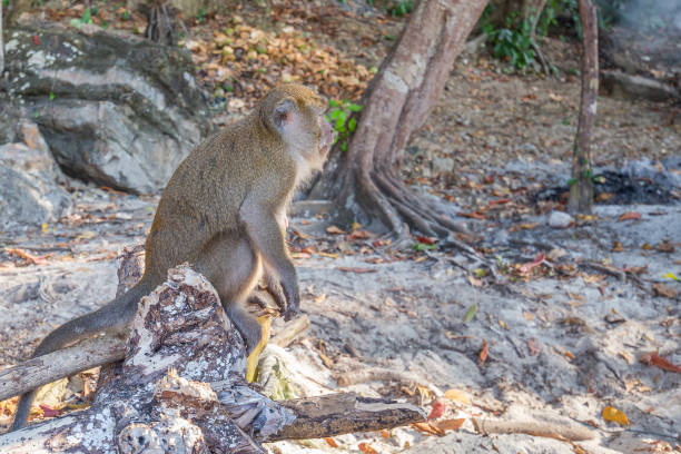 Monkey on the monkey beach in Phi Phi Don island, Krabi, Thailand