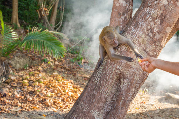 istock monkey taking food from human's hand, People feeding monkey at the monkey beach in Phi Phi Don island, Krabi, Thailand 1213124510