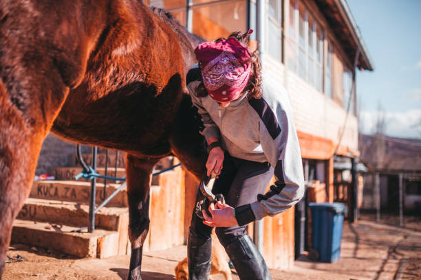 istock Shoeing the horse 1213125236