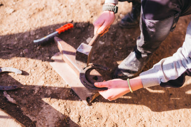 istock Shoeing the horse 1213125310