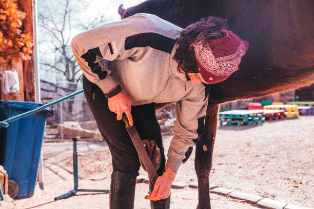istock Shoeing the horse 1213125358