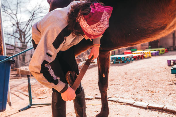 istock Shoeing the horse 1213125362