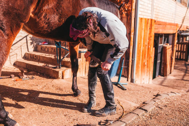 istock Shoeing the horse 1213125684