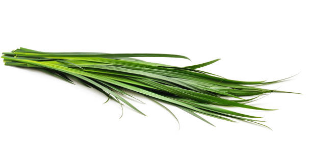 istock Bunch of green grass. 1213125726