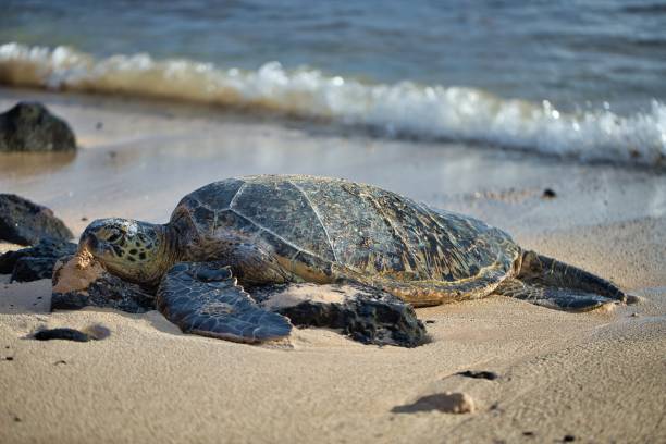 istock Closeup of sea turtle 1213125909
