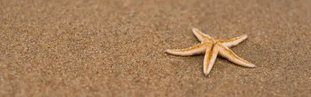 Photo of Dead starfish on the sand close up, ocean pollution problem concept, copy space.
