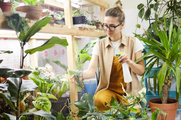 istock Woman cleaning plants from dust 1213127237
