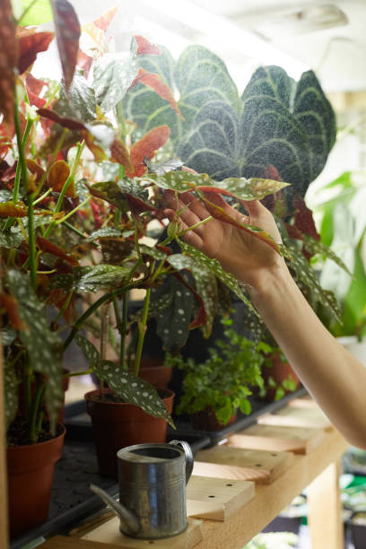 istock Decorative plants in the shop 1213127271