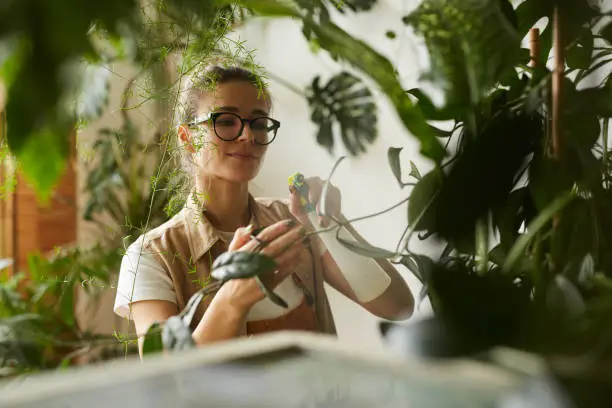 Young woman in eyeglasses holding branch of young plant and splashing water on it she cleaning plants from dust