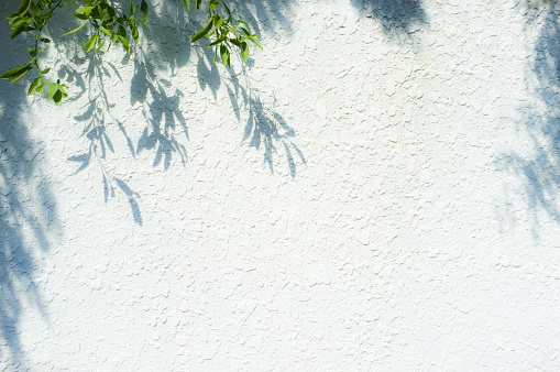 White wall and leaves background.