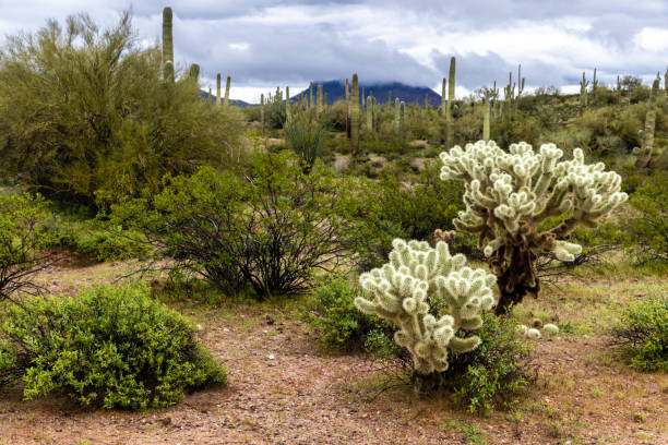 cholla kaktus, sonoran wüste, arizona. saguaro kaktus, hügel in wolken im hintergrund. - sonora state stock-fotos und bilder