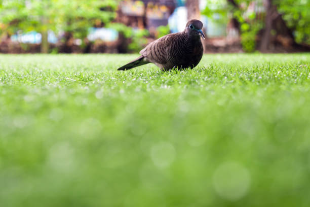 Zebra Dove walks on the lawn of artificial grass