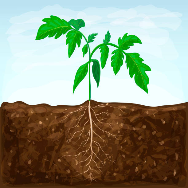 young seedling of vegetable grows in fertile soil. sprout with underground root system in ground on blue sky background. green shoot vector illustration. spring sprout of healthy tomato plant young seedling of vegetable grows in fertile soil. sprout with underground root system in ground on blue sky background. green shoot vector illustration. spring sprout of healthy tomato plant. ground culinary stock illustrations