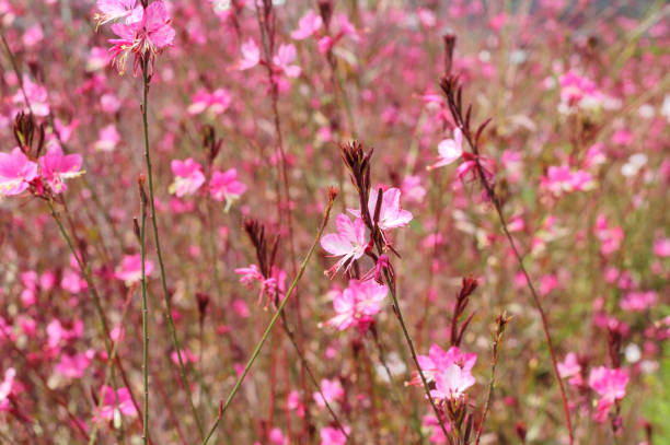 Pink flowers Gaura Lindheimeri ( butterfliewhirlings) on the field close- up, selektive fokus.