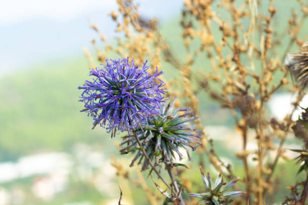 fiore blu rotondo di cardo echinope sphaerocephalus, fokus selettivo. - echinops spaerocephalus foto e immagini stock