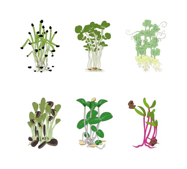 ilustrações de stock, clip art, desenhos animados e ícones de set of seeds and sprouts of microgreens of cucumber, cabbage, beetroot, peas, sunflower, onion. - acelgas