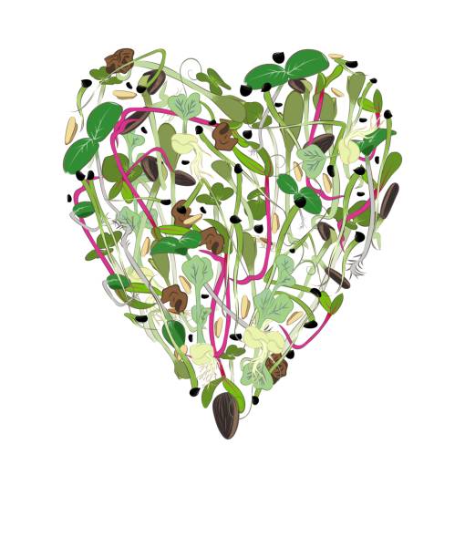 ilustrações de stock, clip art, desenhos animados e ícones de microgreen. heart made of microgreen sprouts. - acelgas