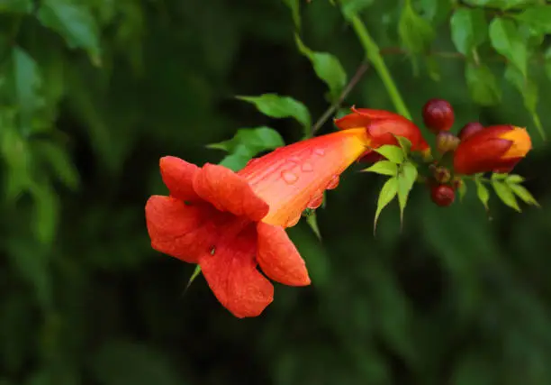 Flowers campsis with rain drops on a dark background close up, selective fokus.