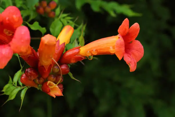 Photo of Flowers campsis with buds and rain drops.