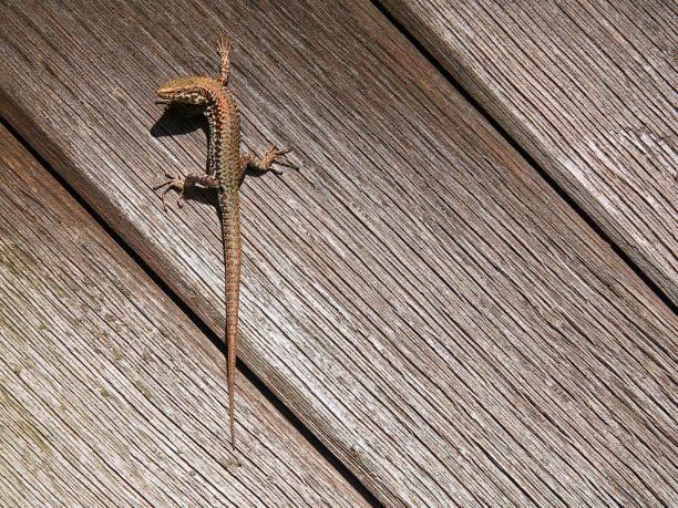 istock Lizard on wooden planks 1213148608