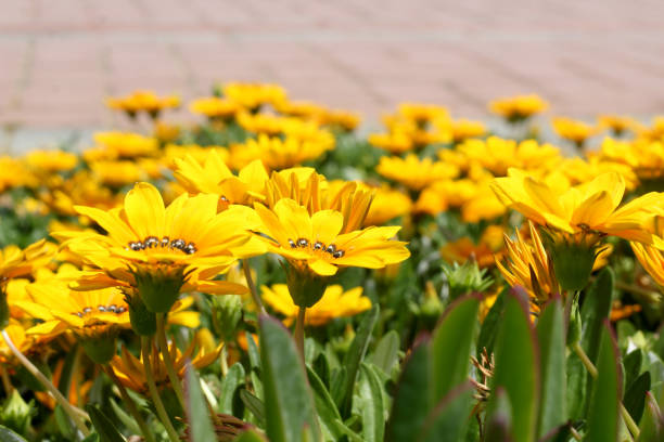 Gazania in blossom