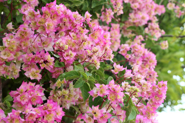 istock Bougainvillea with multicolored flowers, selective fokus. 1213148896